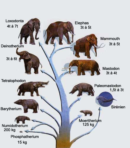 arbre_elephants.jpg arbre_elephants.jpg