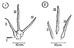 ishigaki_1b.jpg ishigaki_1b.jpg