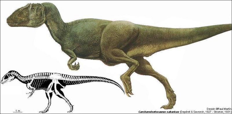 dinonews.netcarcharodontosaurus.jpg